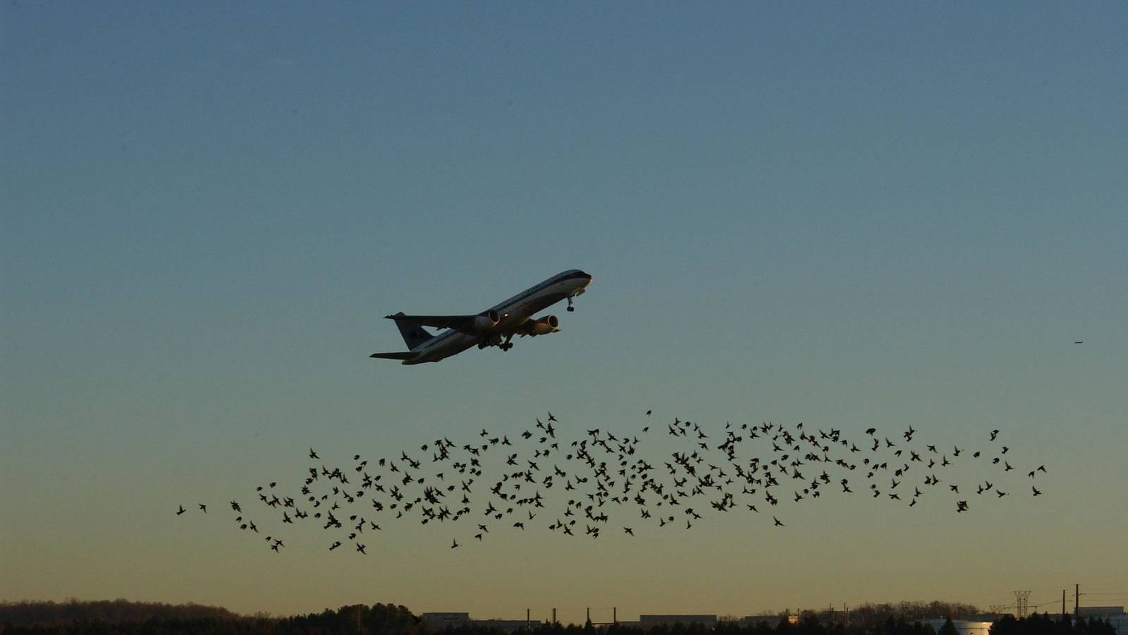 How The FAA Is Looking To Counteract Increasing Bird Strikes In US Aviation