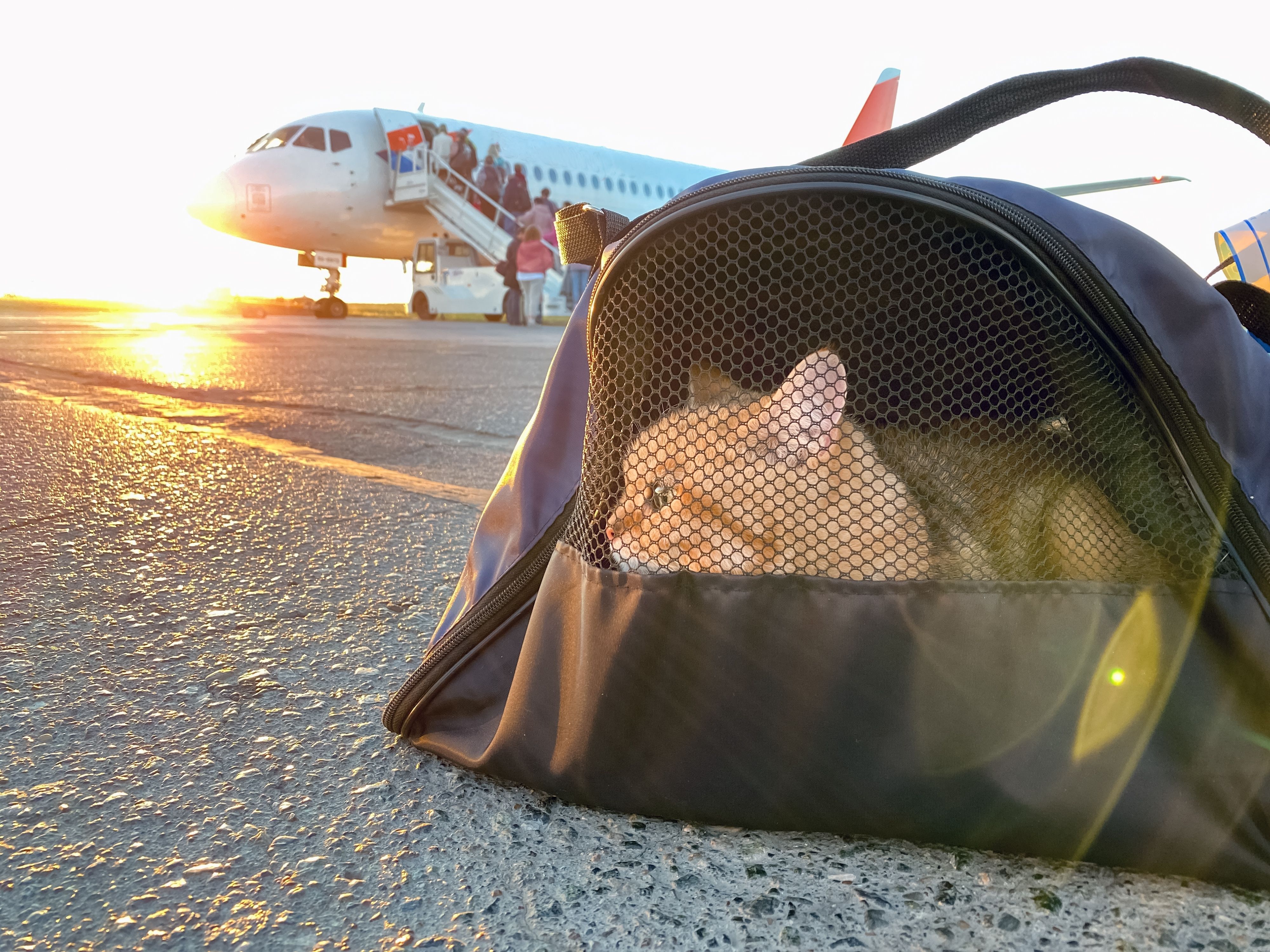 Top 5: The Wackiest Reasons For Flight Delays & Cancelations