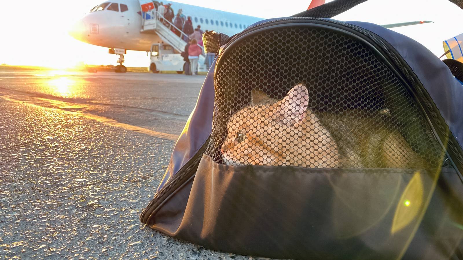 Top 5: The Wackiest Reasons For Flight Delays & Cancelations