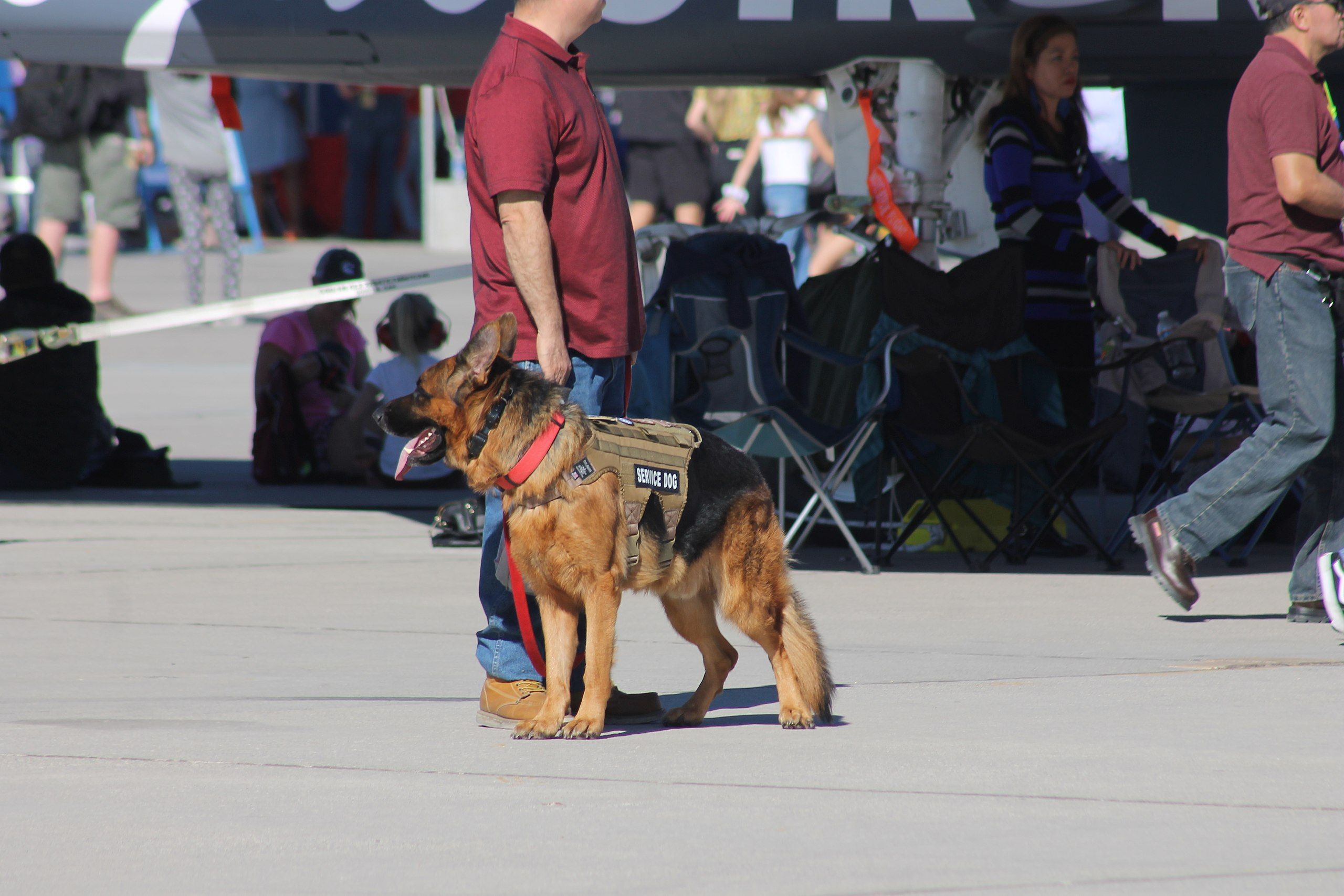 The Ins & Outs Of Flying With Service Dogs