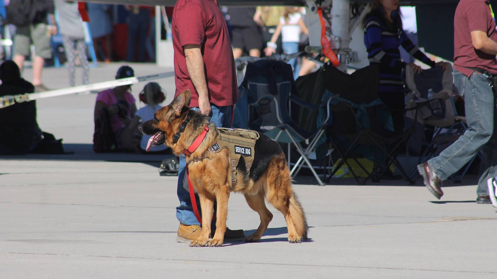 The Ins & Outs Of Flying With Service Dogs