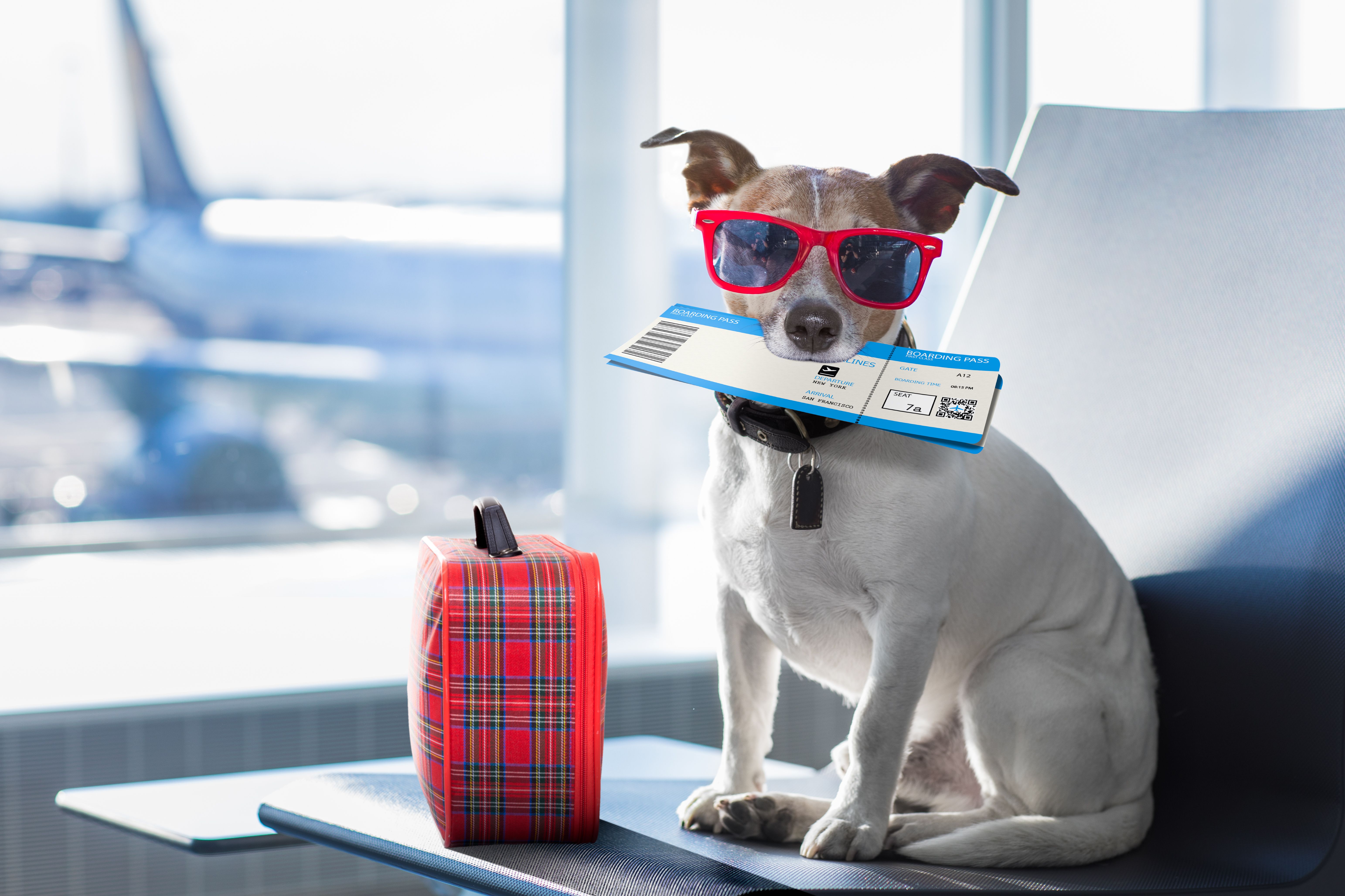 Pets As Hand Luggage: Which Animals Can Come In The Cabin With Their Owners?
