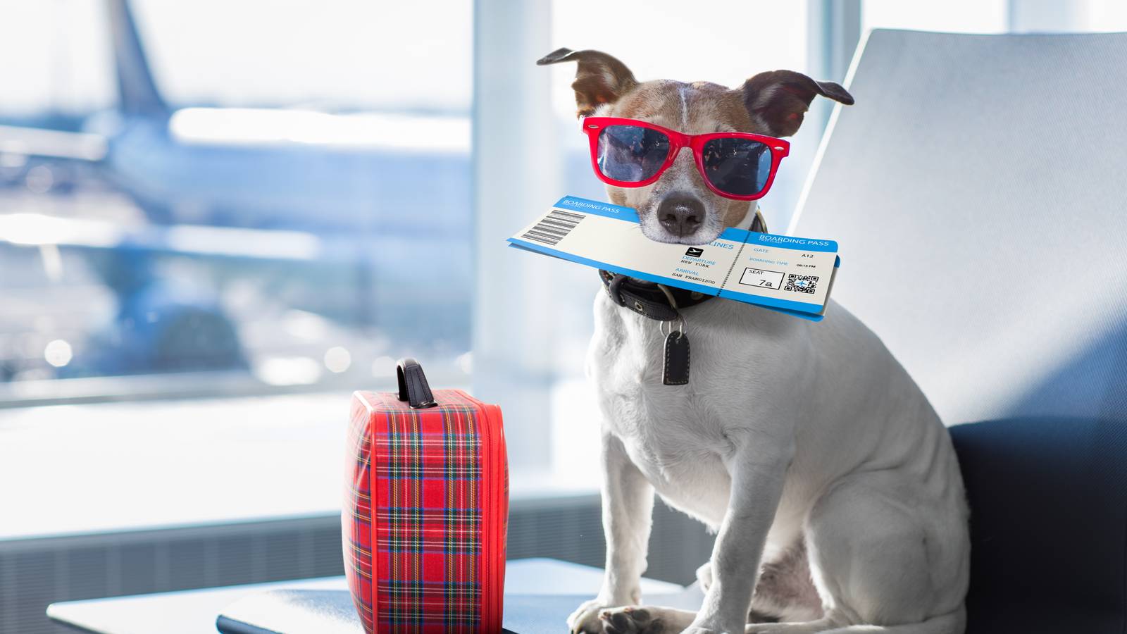 Pets As Hand Luggage: Which Animals Can Come In The Cabin With Their Owners?