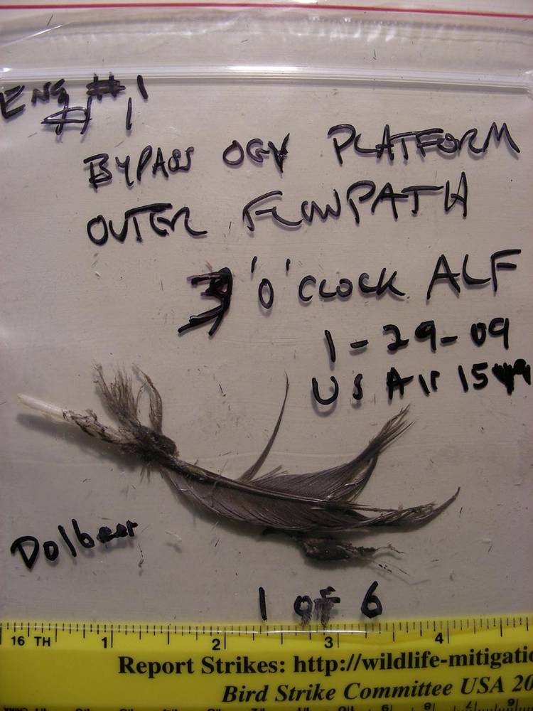 US Airways 1549 bird feather found by NTSB