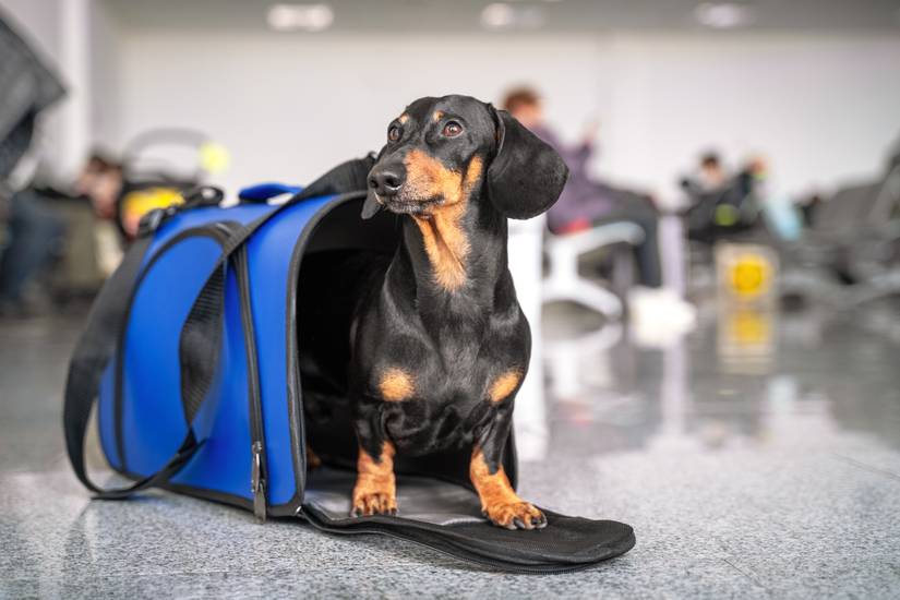United Airlines Travel With Dog: Ultimate Guide for Stress-Free Trips