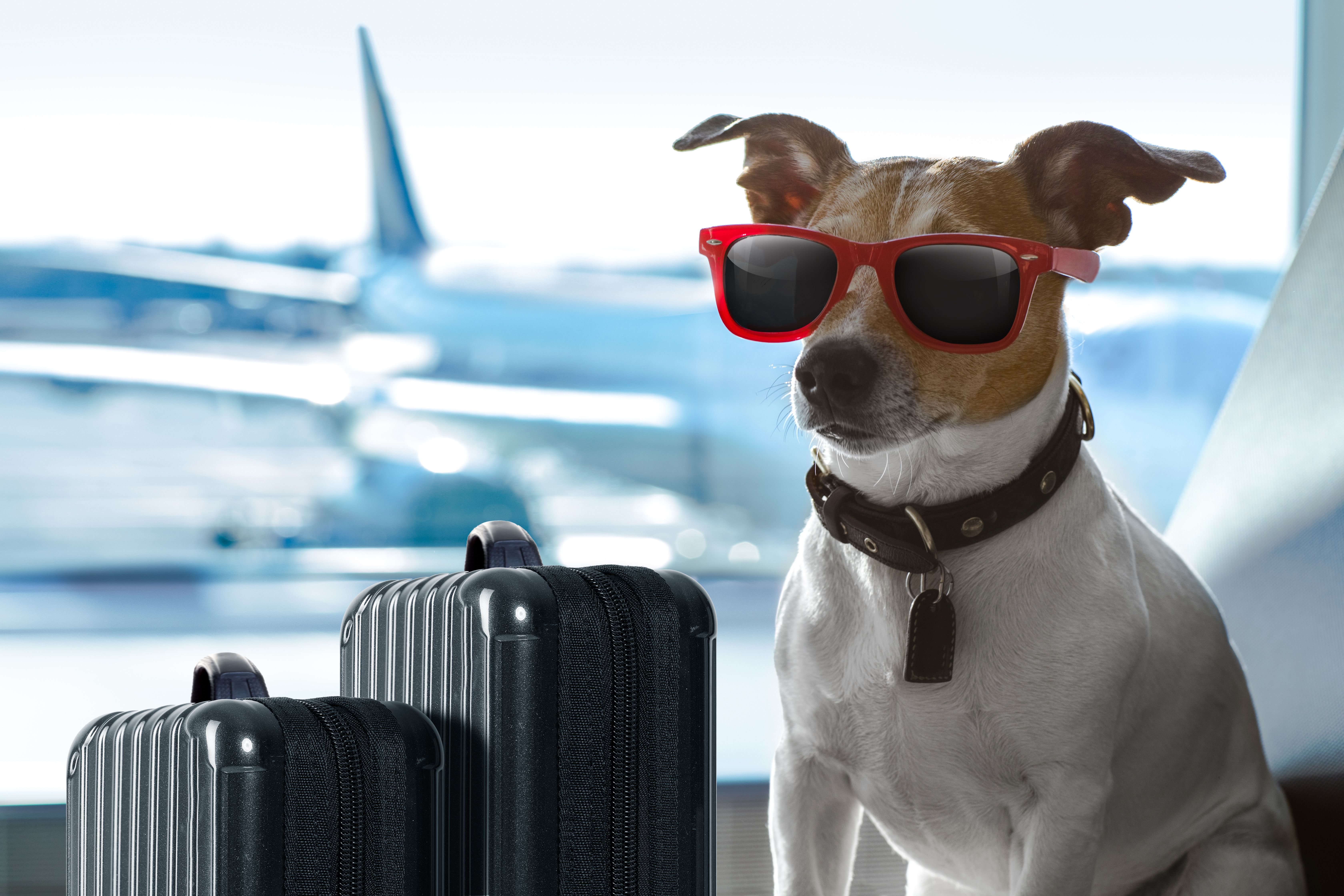 Your Stress-Free Guide To Traveling With Furry Friends