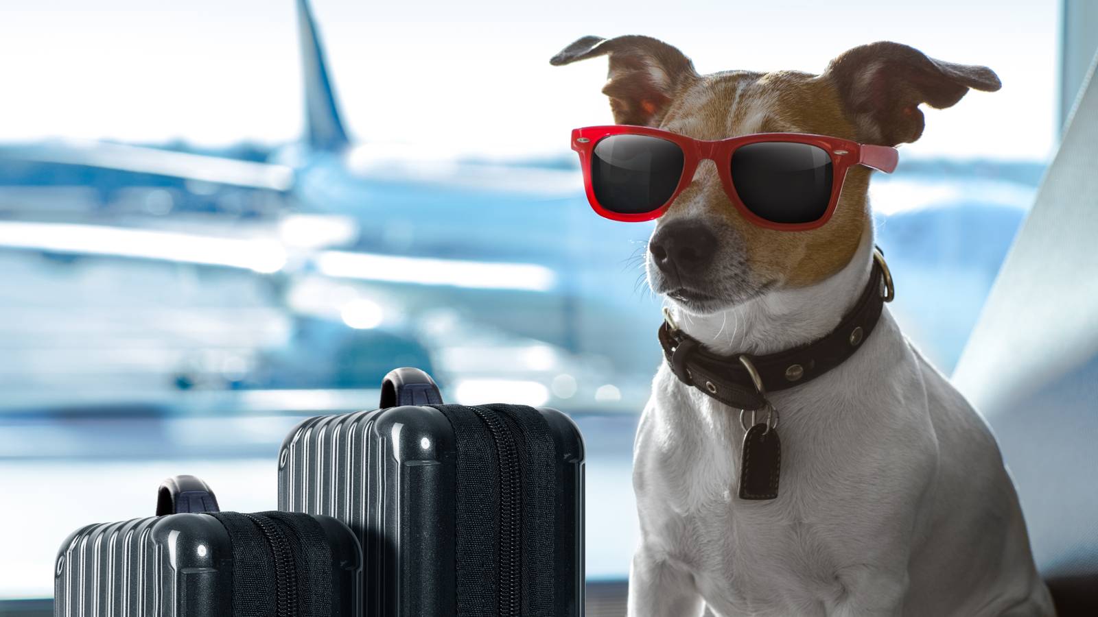 Your Stress-Free Guide To Traveling With Furry Friends