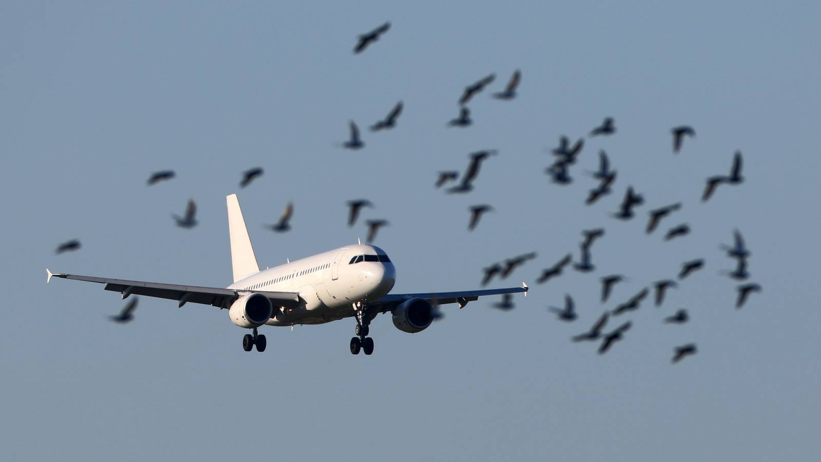 Why Aircraft Need Vertical Stabilizers, But Birds Don't