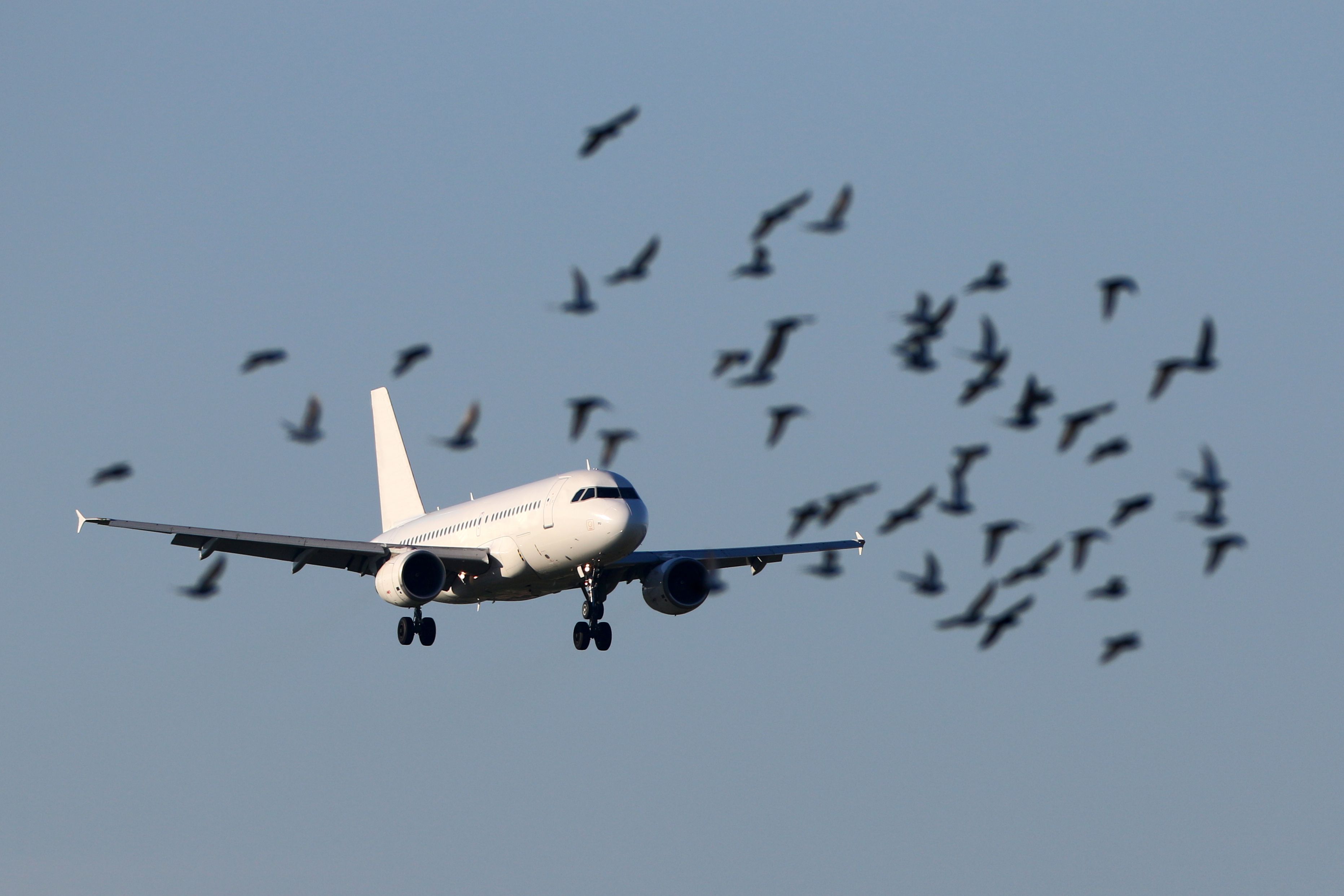 Why Aircraft Need Vertical Stabilizers, But Birds Don't