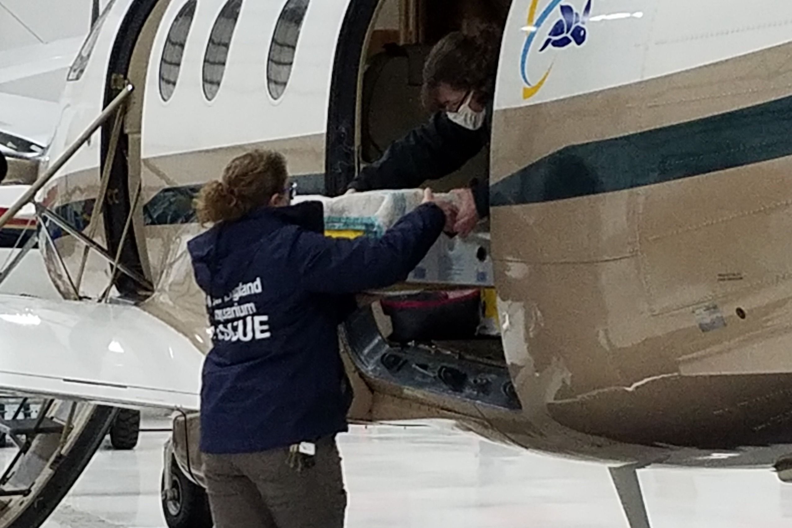 Turtles Fly Too: Inside The Non-Profit That Relocates Sea Turtles By Air