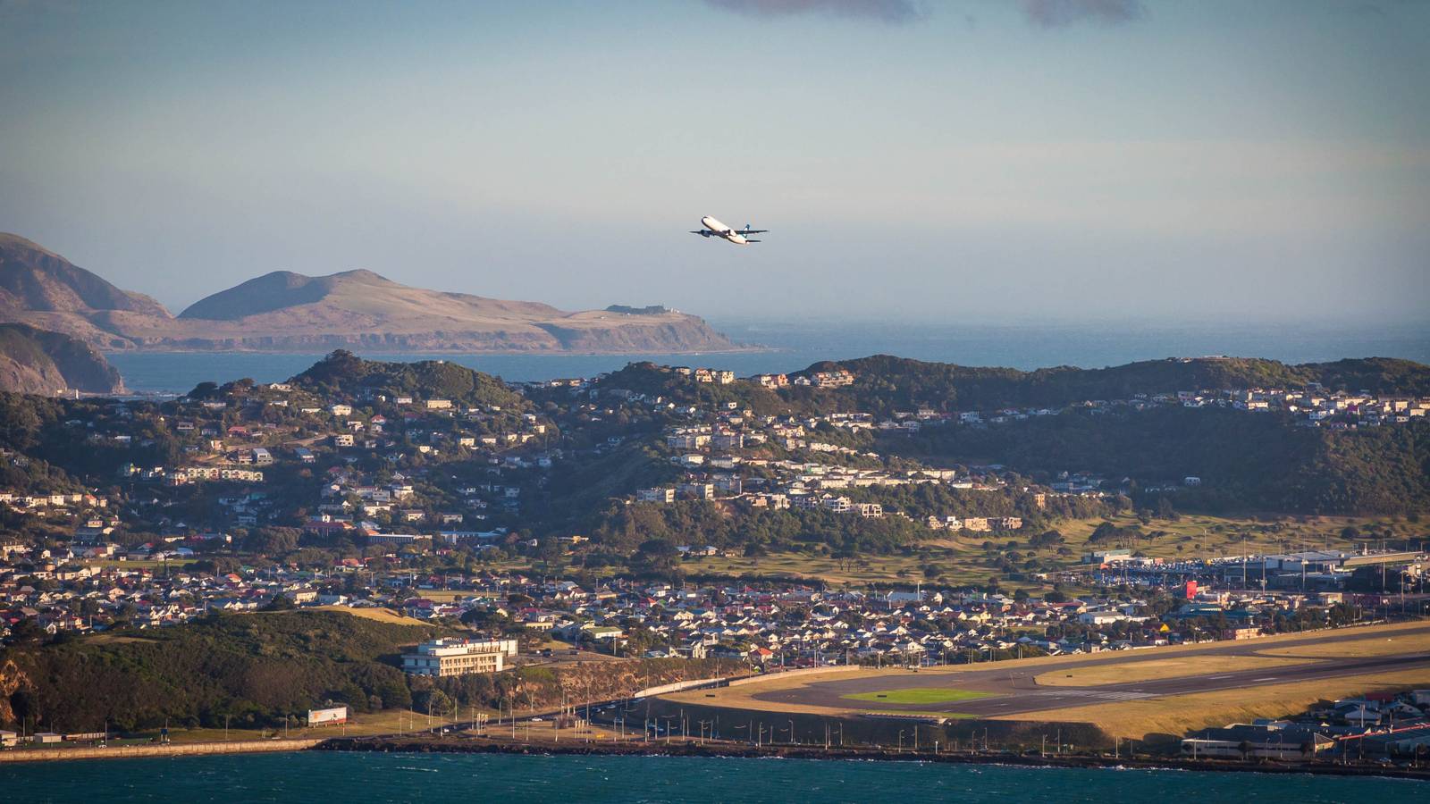 How A Little Blue Penguin Caused Flight Delays At Wellington Airport