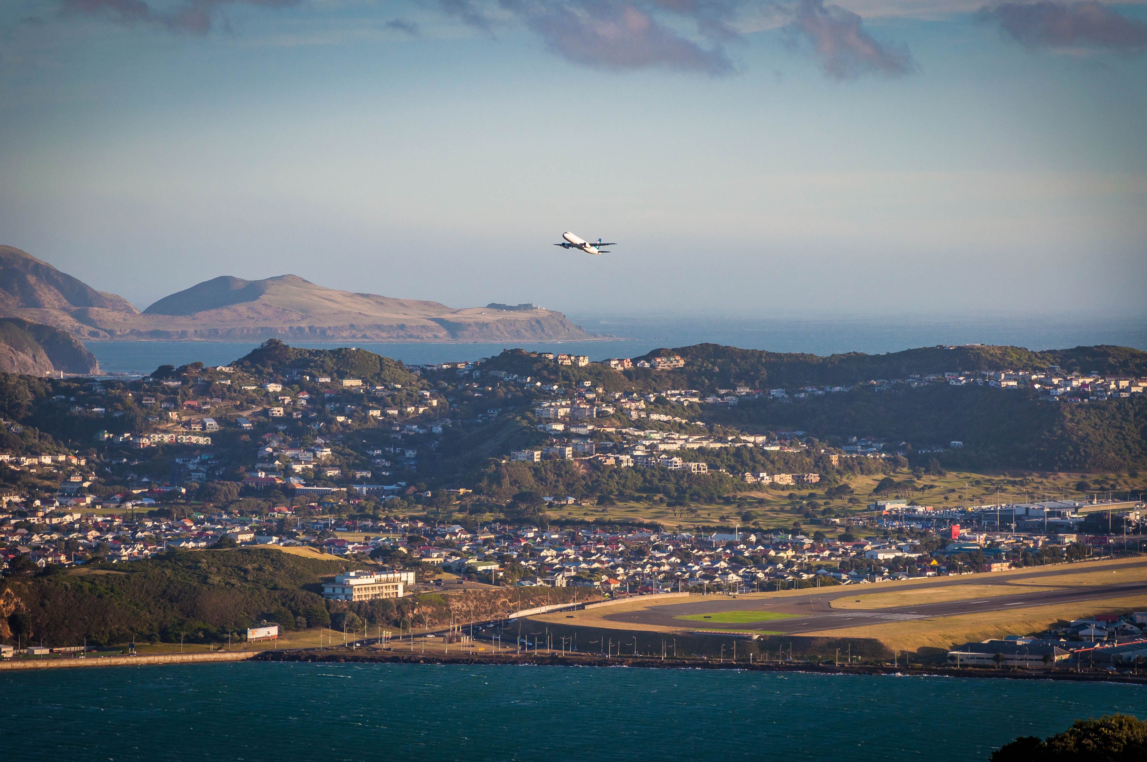 How A Little Blue Penguin Caused Flight Delays At Wellington Airport