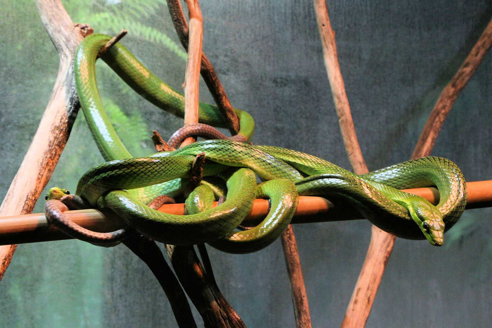 Snake Tree Interier Snakes On A Plane: When Serpents Have Caused Panic Onboard