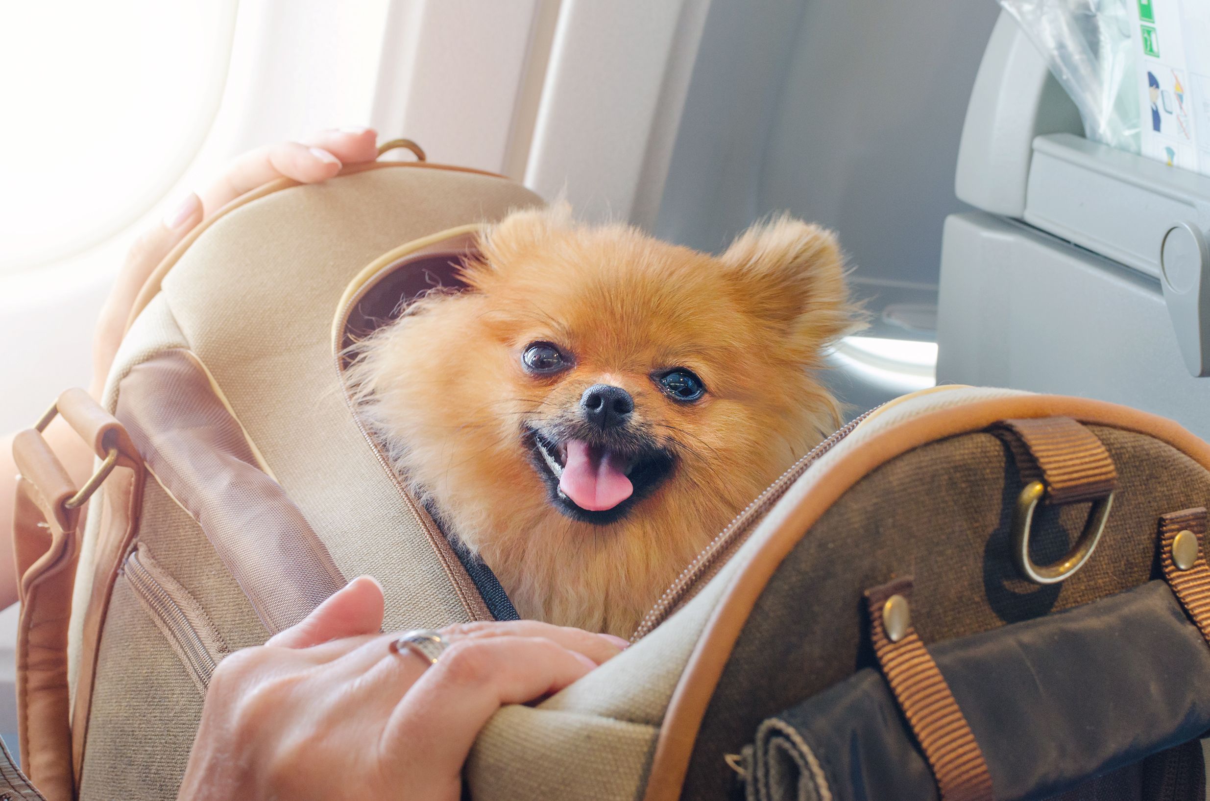 Spirit Airlines' Pet Policy: 5 Things To Know