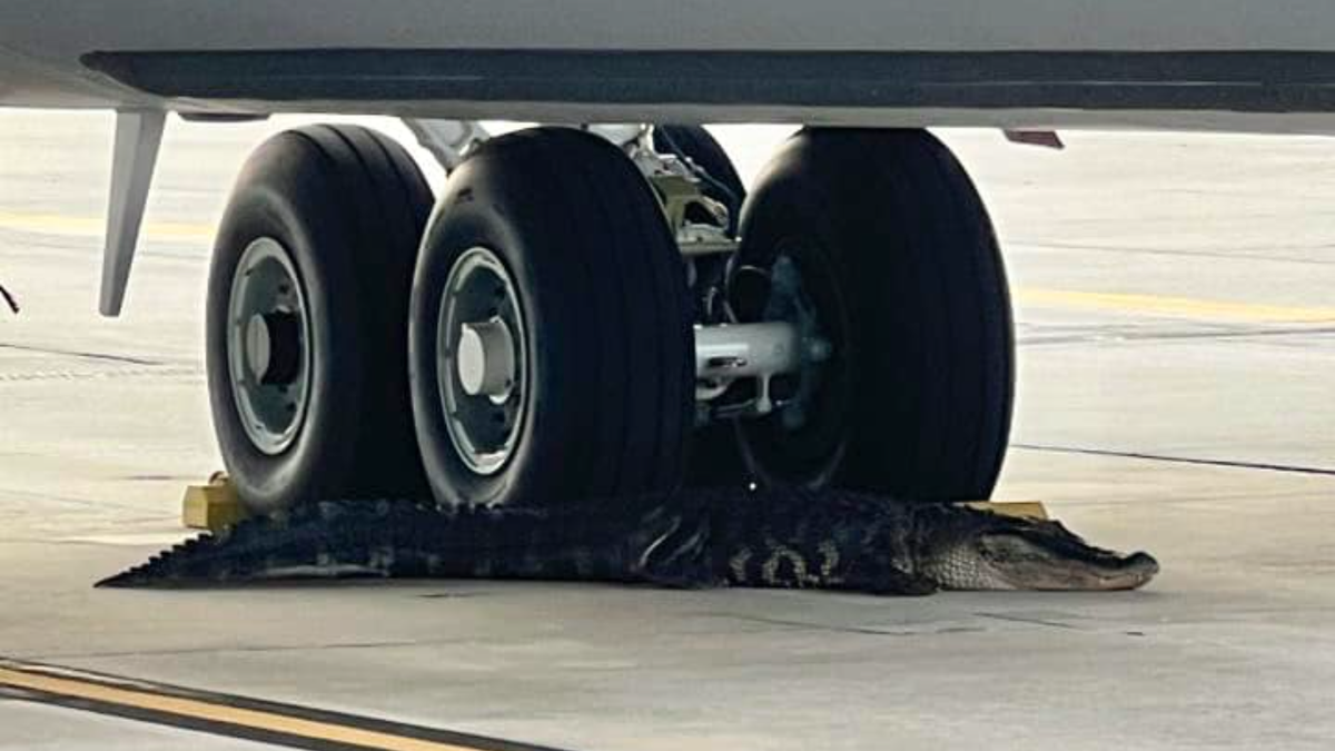 Florida Wheel Choc: MacDill Air Force Base Wrestles With Gator