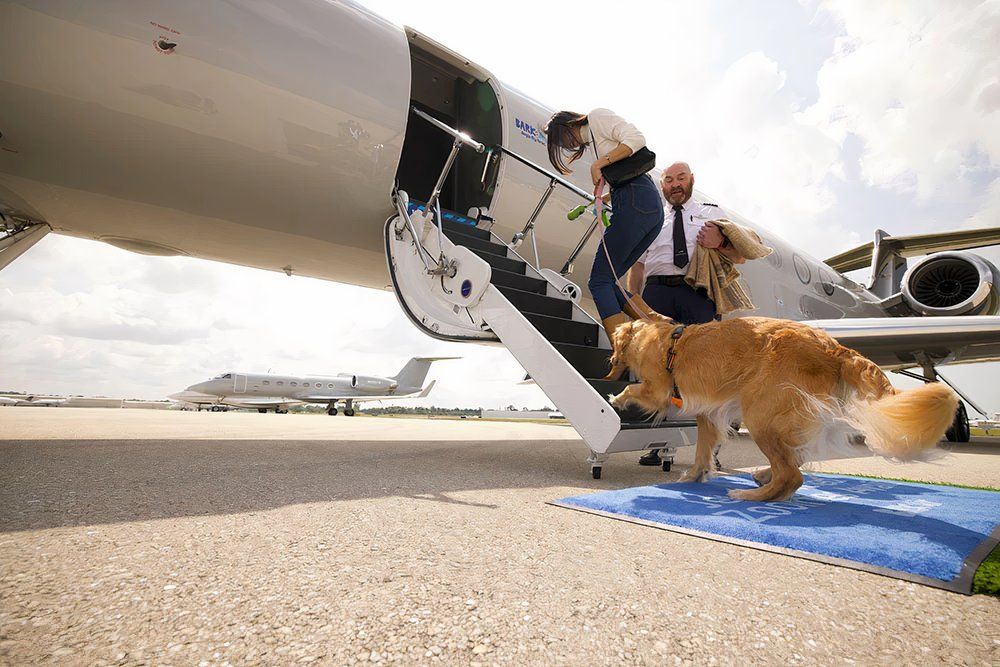 Luxury Flights For Dogs: US’ Bark Air Commences Gulfstream G5 Operations