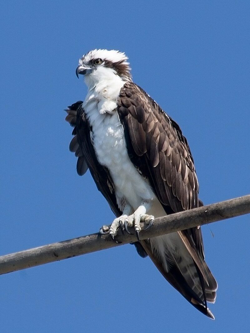 American Osprey (the actual bird, that is)