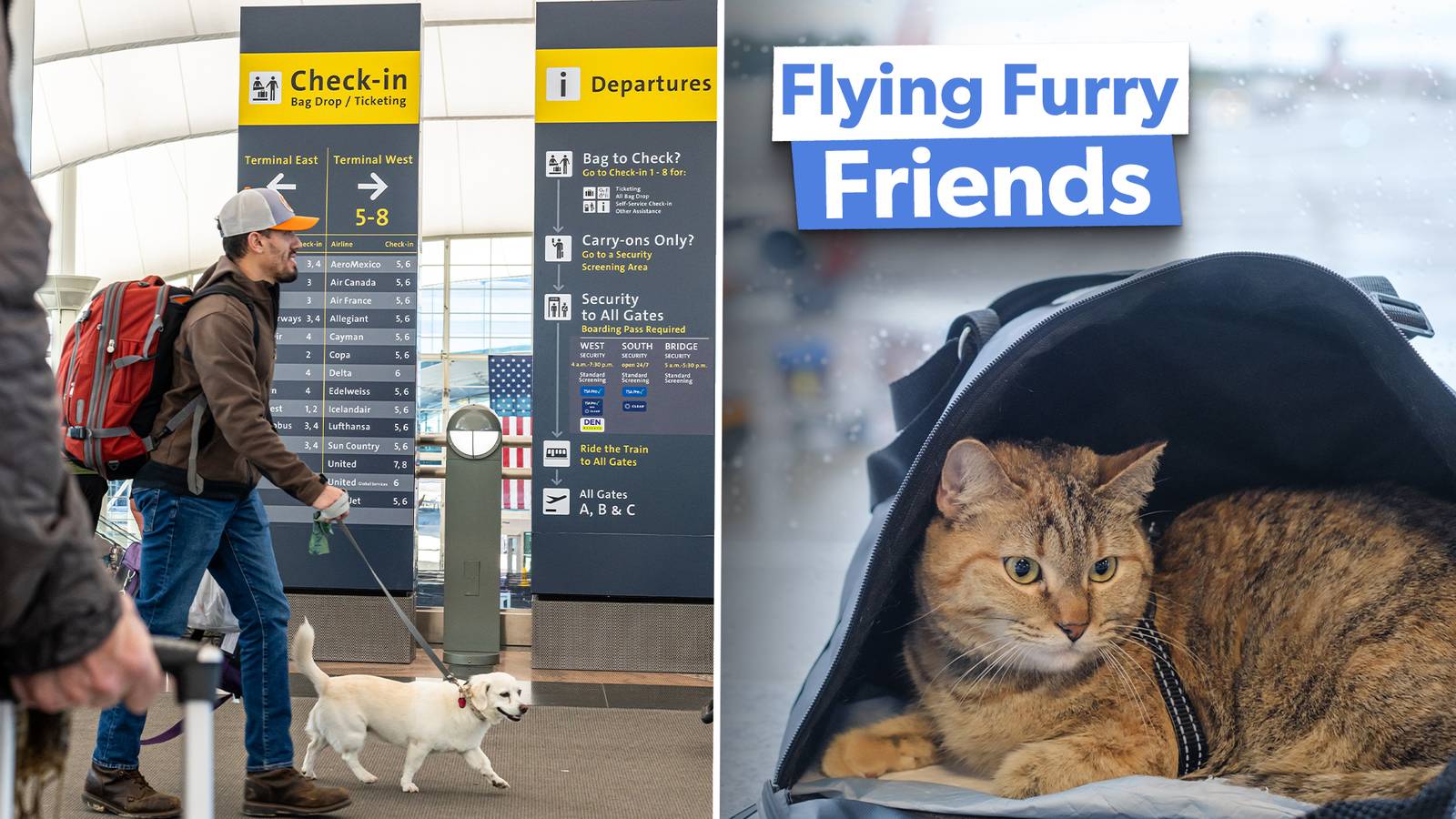 Top 5: Survey Reveals The World's Most Pet-Friendly Airlines