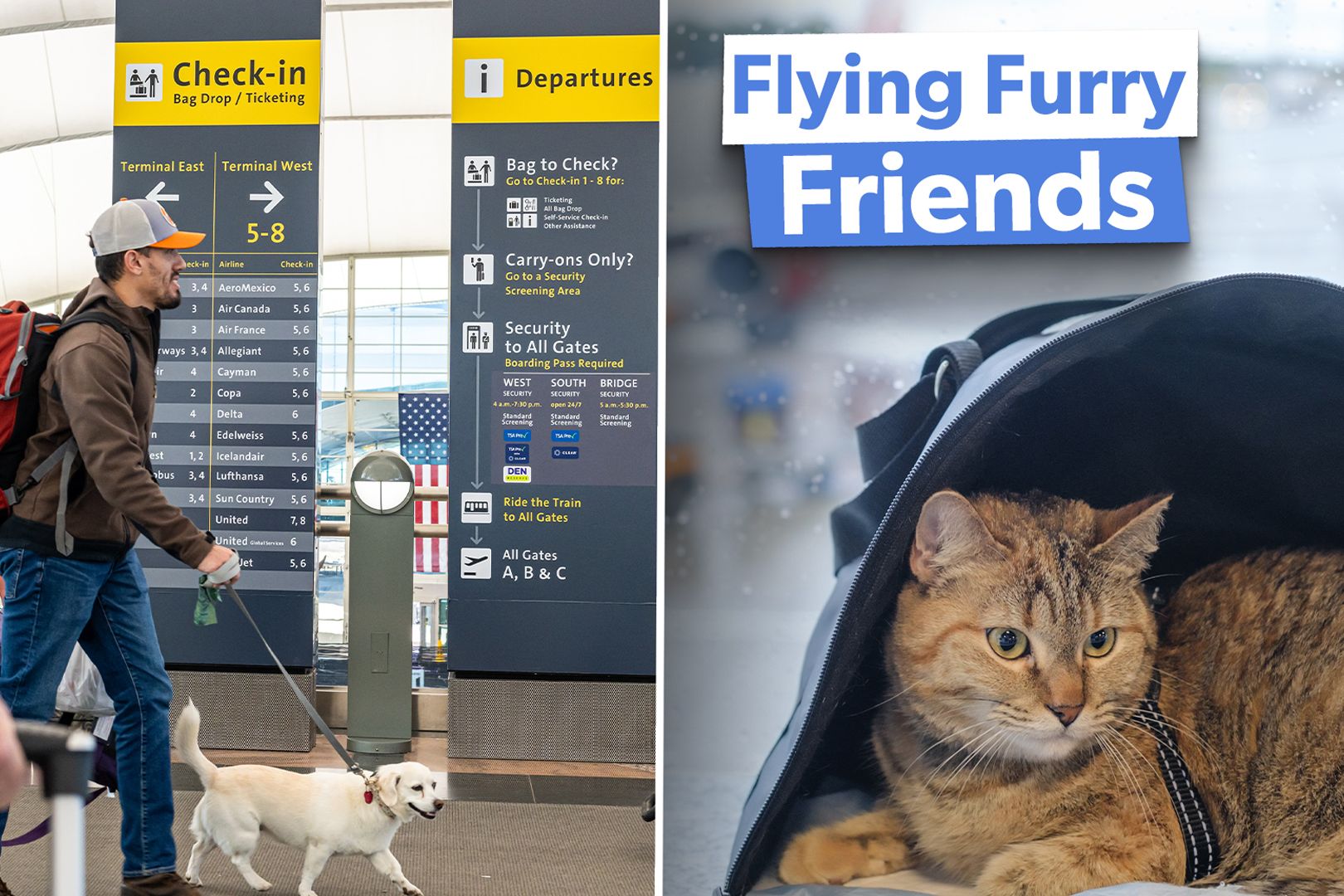 Top 5: Survey Reveals The World's Most Pet-Friendly Airlines