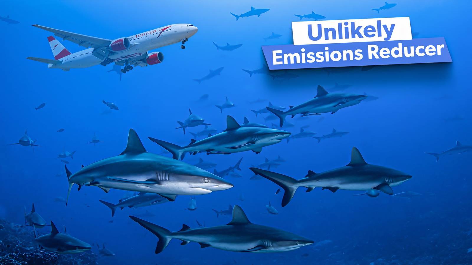 Examined: How & Why Shark Skin Is Being Used To Reduce Emissions In Aviation