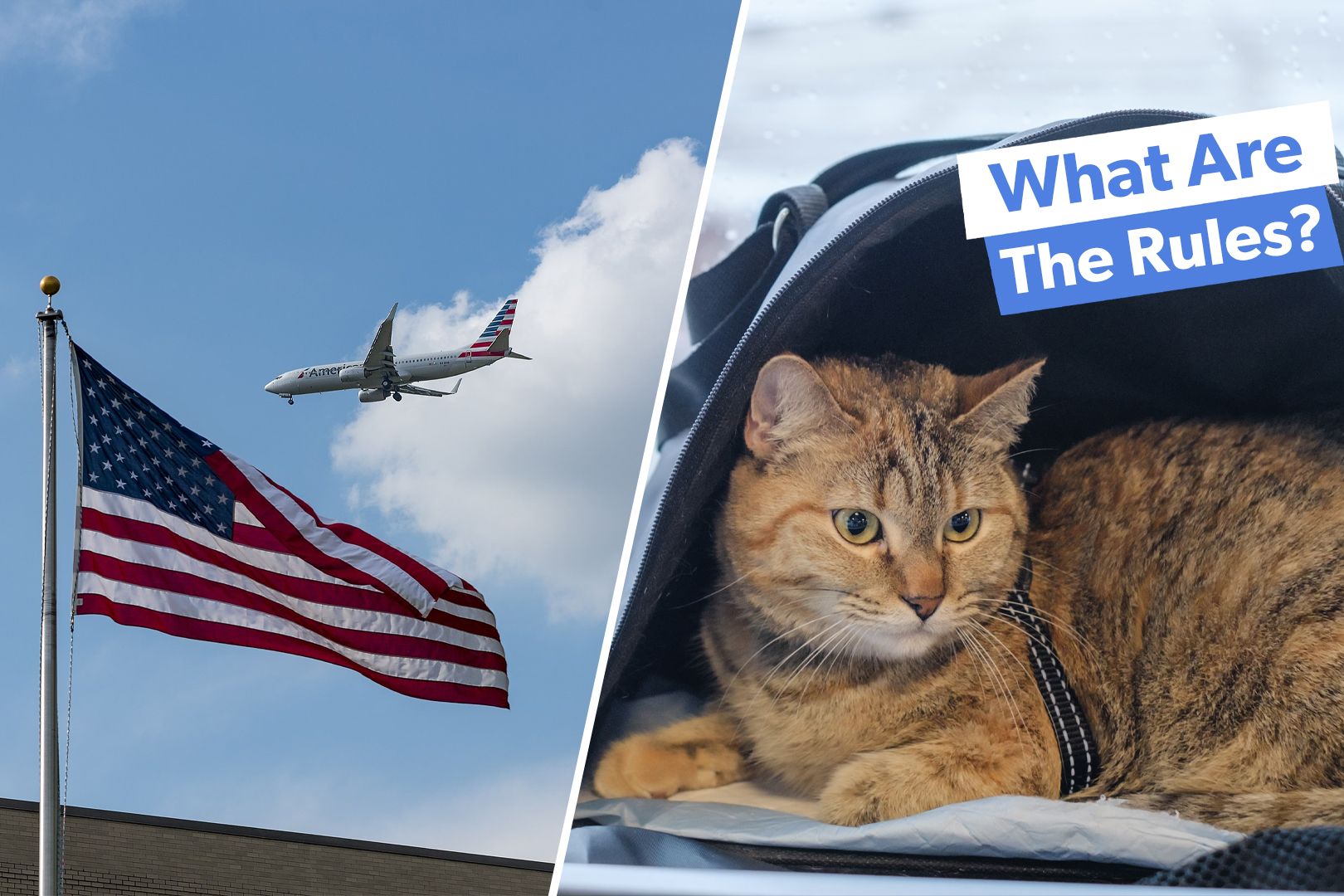 Traveling With Pets Custom Thumbnail