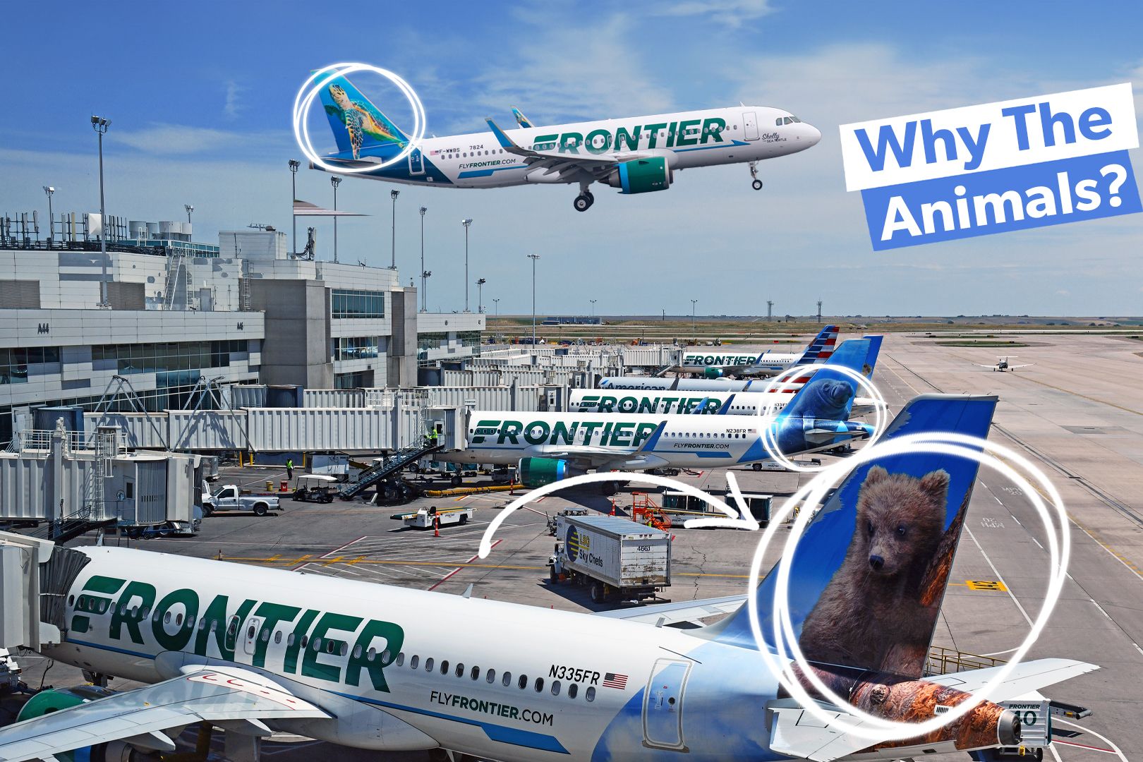 Frontier Airlines' Animal-Themed Tail Liveries: Everything You Need To Know