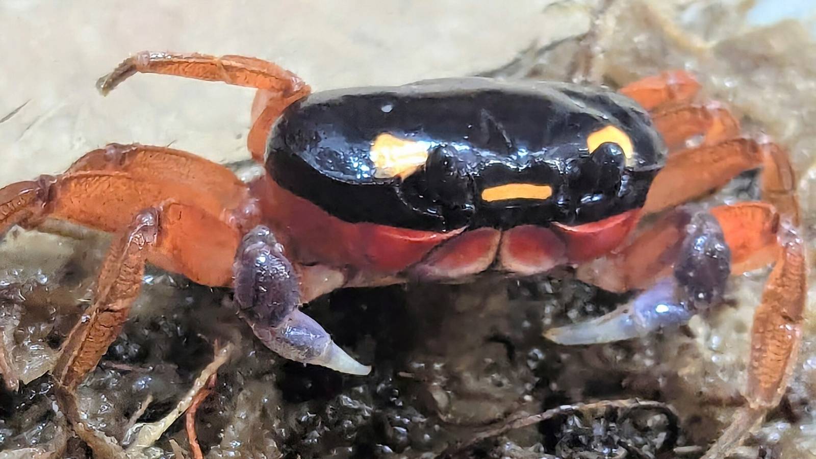 Denver Zoo Adopts "Halloween Crab" That Was Found On Flight From Costa Rica