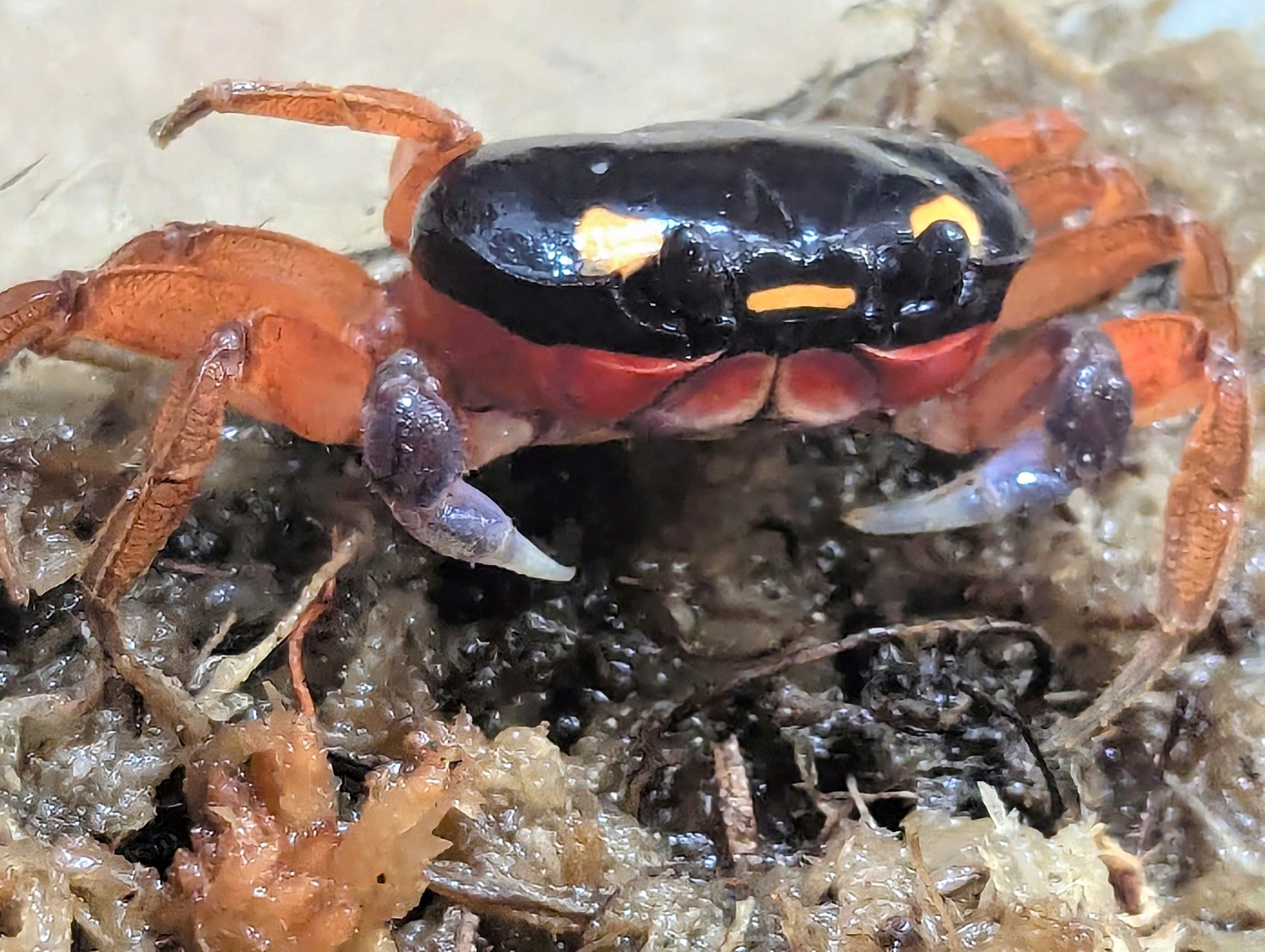 Denver Zoo Adopts "Halloween Crab" That Was Found On Flight From Costa Rica