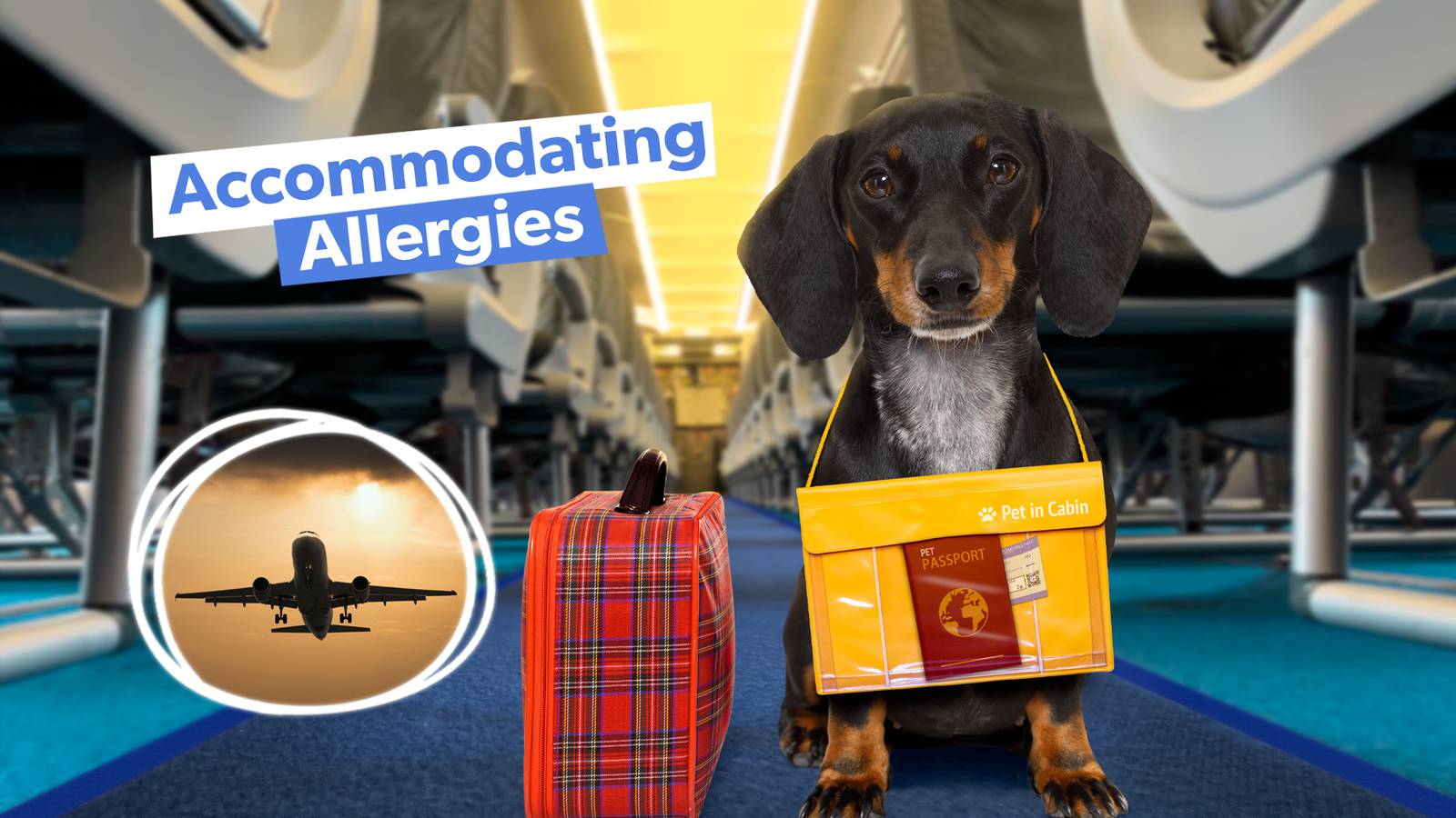 How Do Airlines Balance Accommodating Allergic Passengers On Flights With Support Animals?