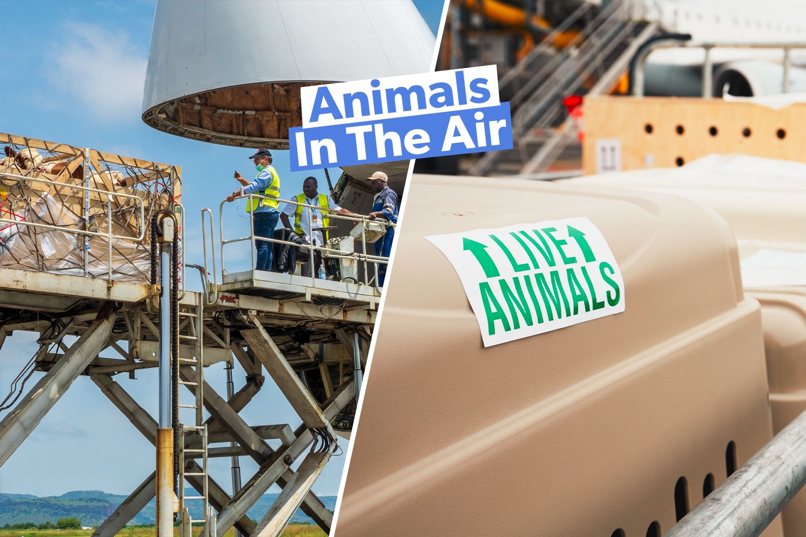 How Are Large & Exotic Animals Transported By Air?