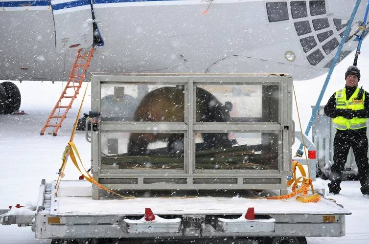 How Are Large & Exotic Animals Transported By Air?