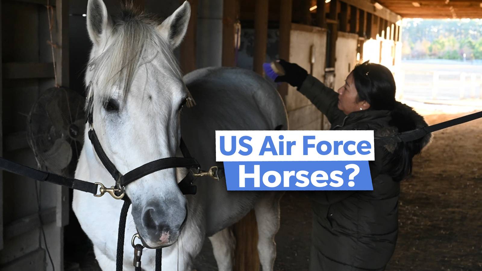 Not Quite Pegasus: Why Some US Air Force Bases Have Horses