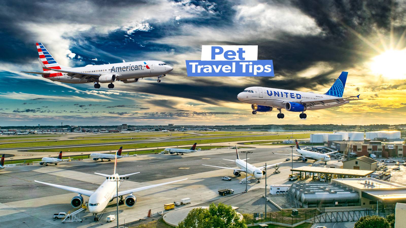 Flying With Pets At The 'Big Three' US Airlines: Here's What You Should Know