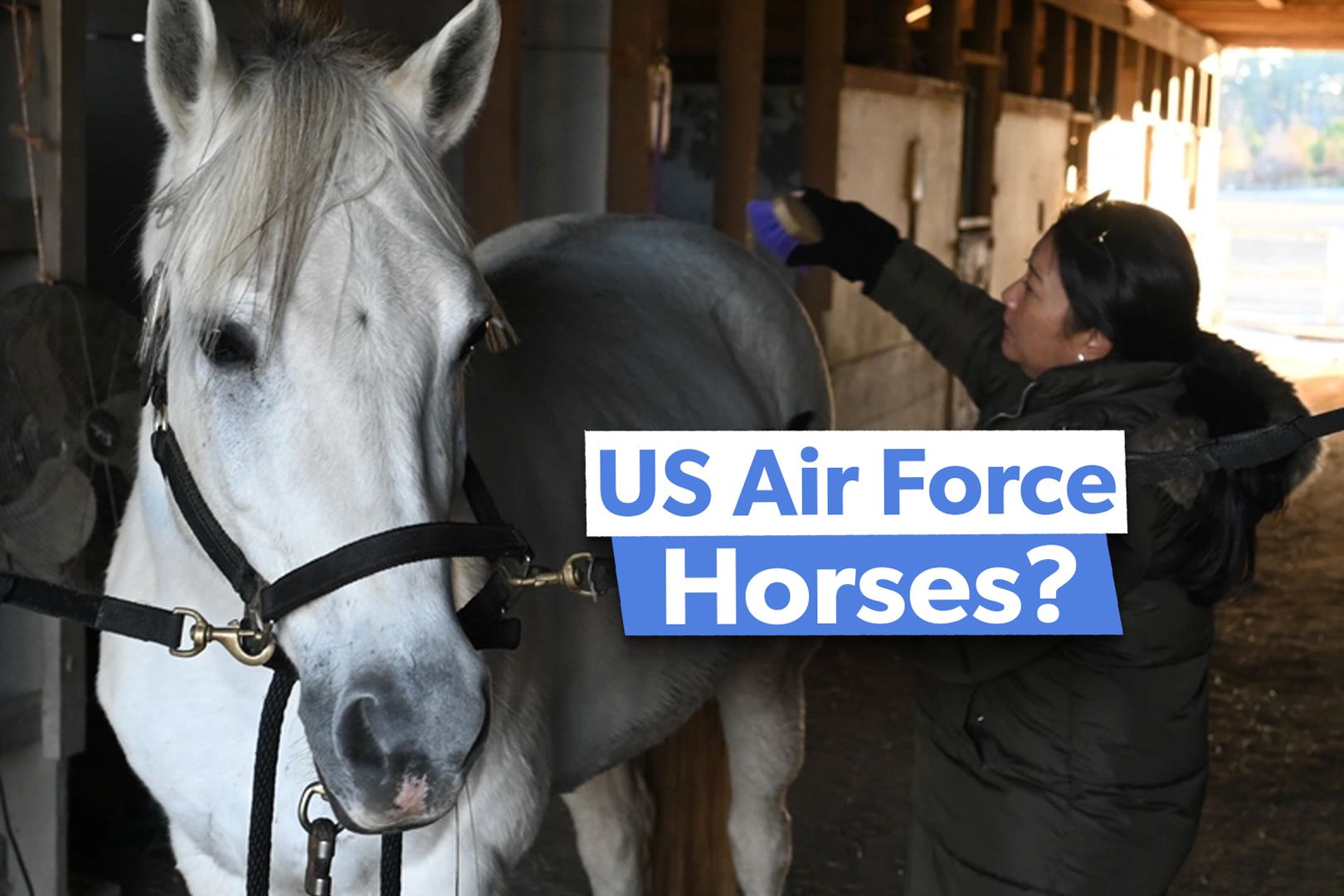 Not Quite Pegasus: Why Some US Air Force Bases Have Horses