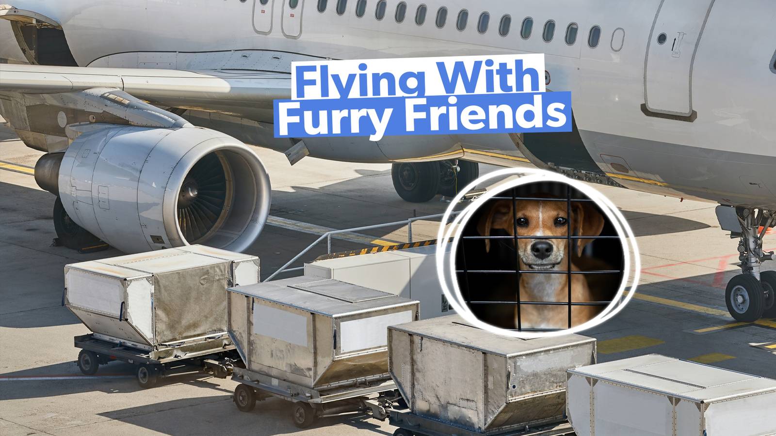 Can My Dog Travel With Me on a Plane: Essential Tips & Rules