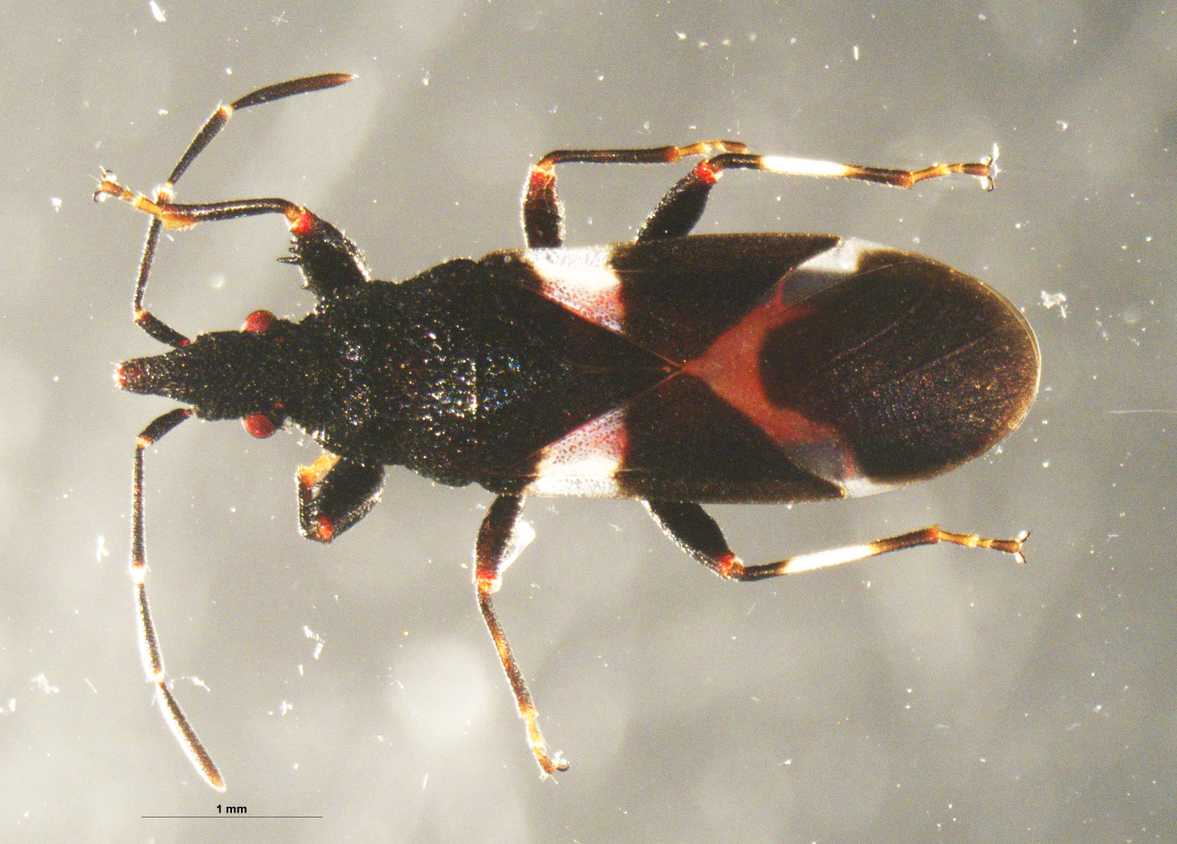 Washington Insect Washington Dulles CBP Officials Intercept 2 Dangerous Insect Pests