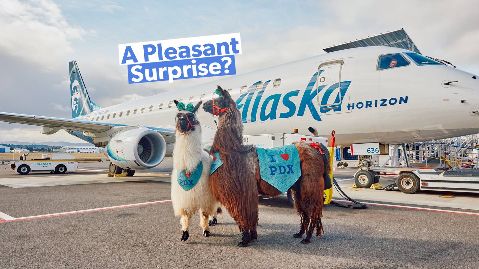 Llamas Roaming Around Portland International Airport?
