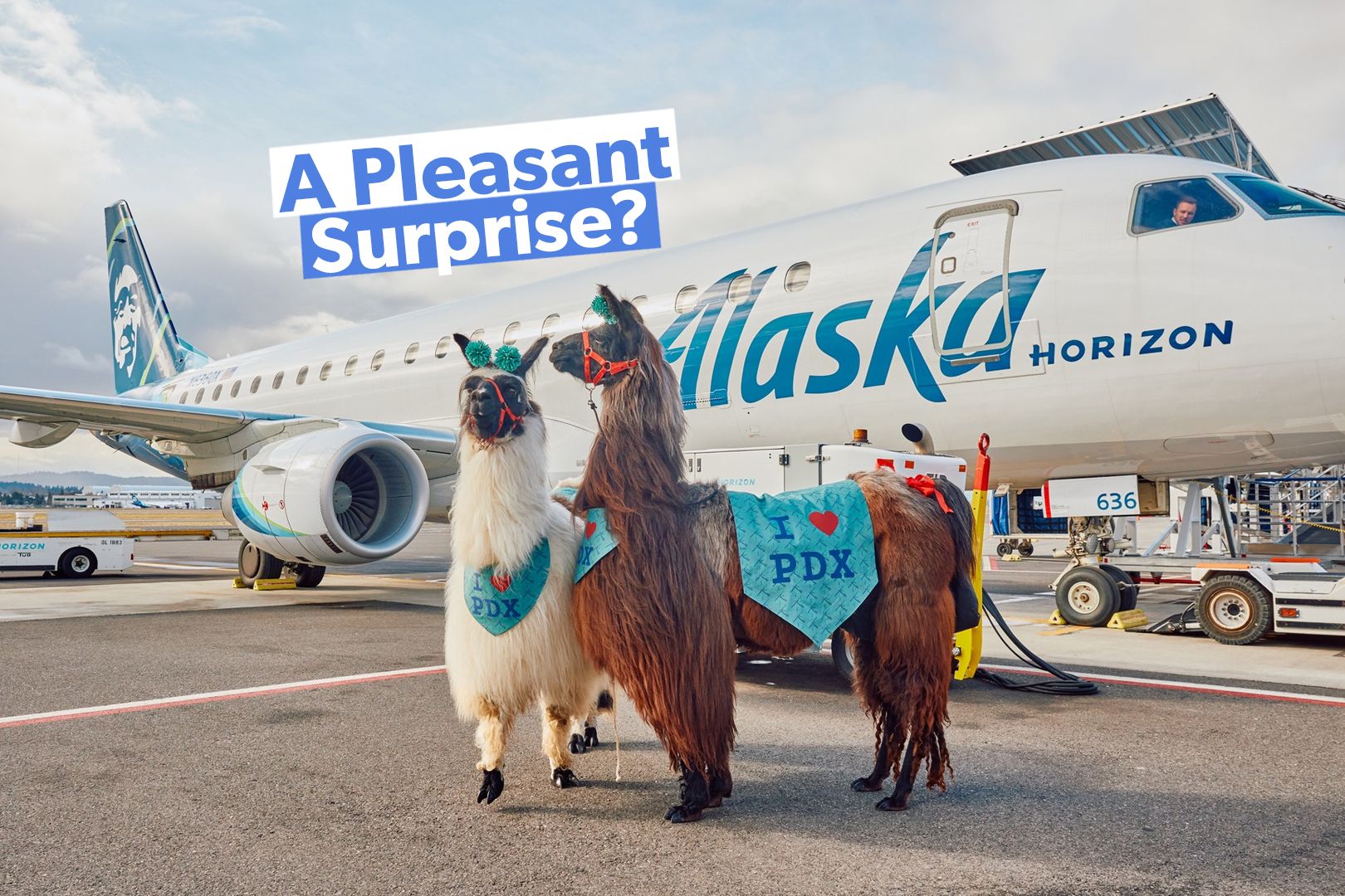 Llamas Roaming Around Portland International Airport?