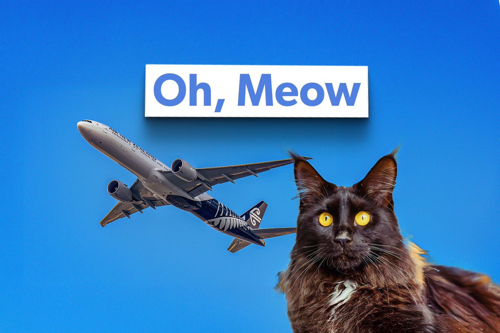 Mittens' Air New Zealand Odyssey & 6 Other Cat-Astrophic Flights