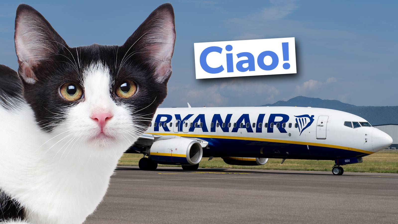 Not Purrfect: Stowaway Cat Grounds Ryanair Boeing 737 In Rome For 2 Days