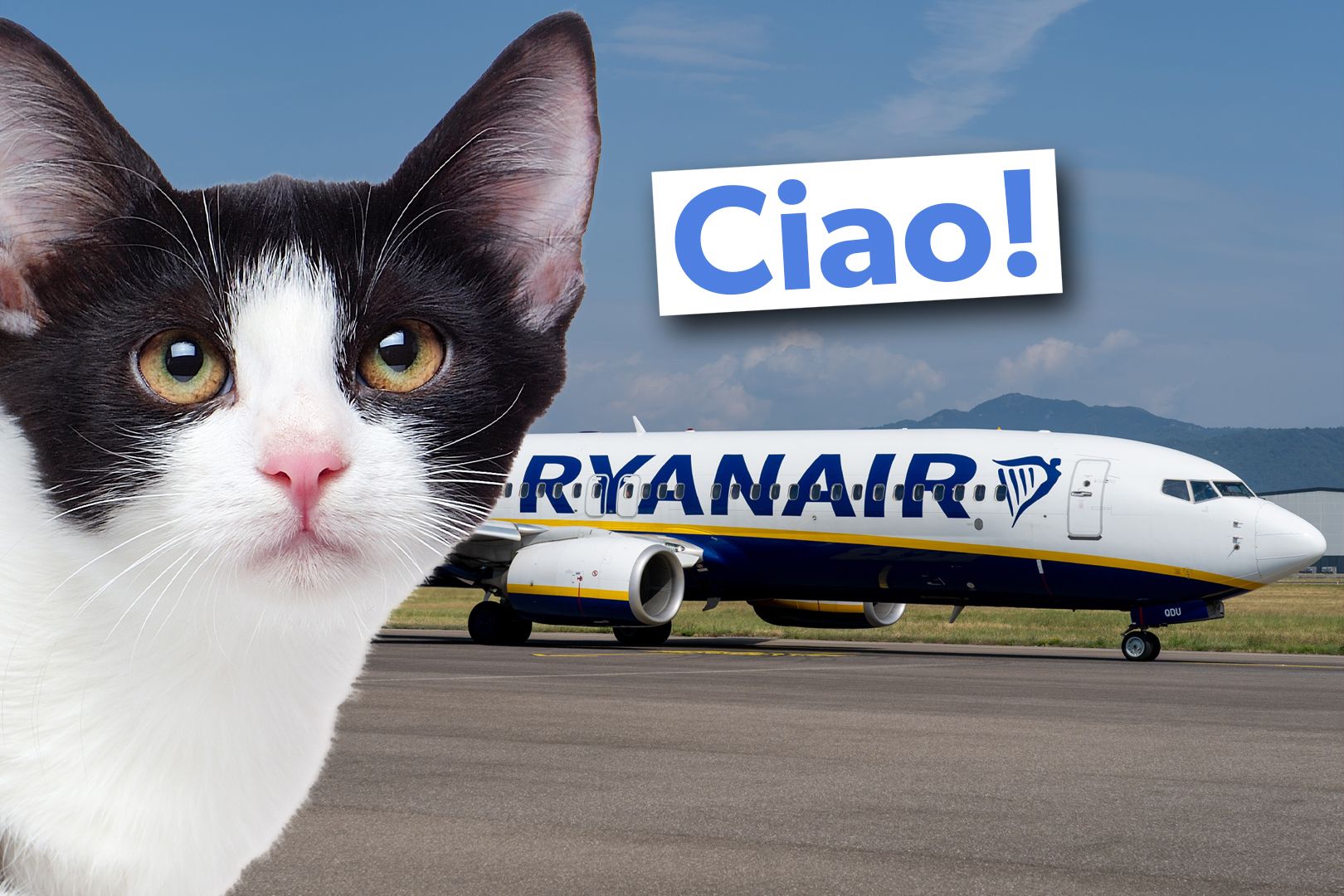 Not Purrfect: Stowaway Cat Grounds Ryanair Boeing 737 In Rome For 2 Days