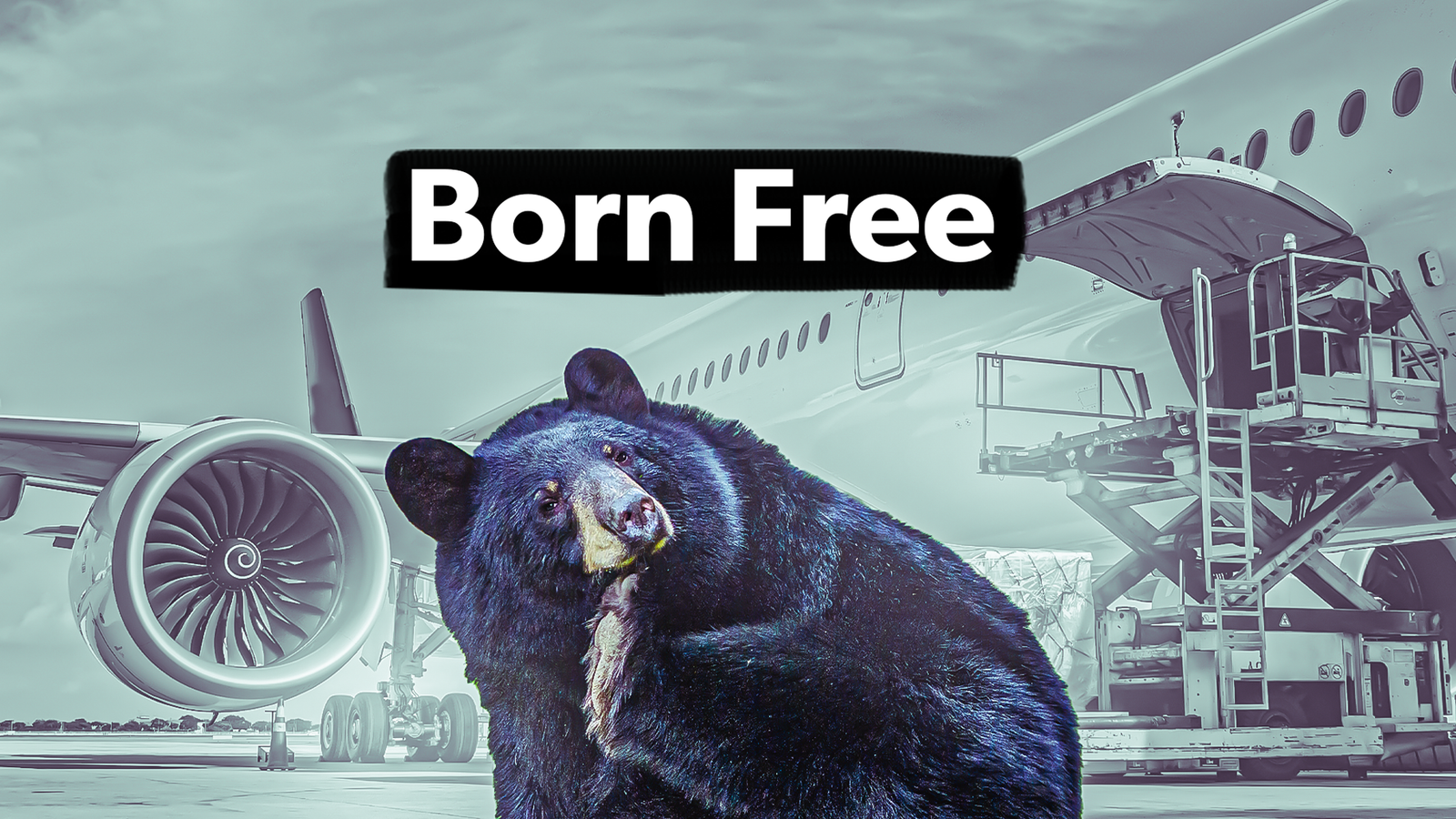 These Are Some Of The Oddest Critters To Ever Escape From Airline Cargo Holds