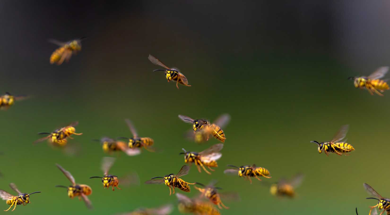 When A Swarm Of Bees Delayed A Delta Air Lines Flight From Houston