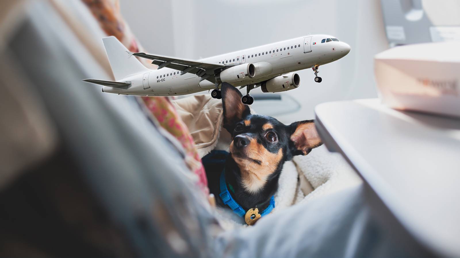 Which US Airline Is The Most Pet-Friendly?