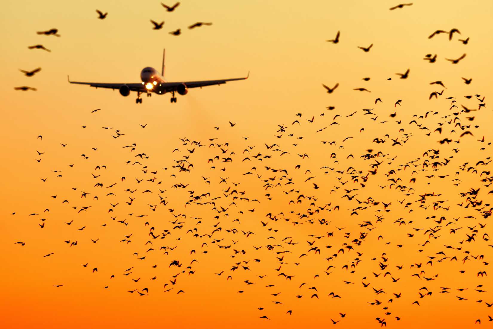 Birds and Plane shutterstock_1188700840