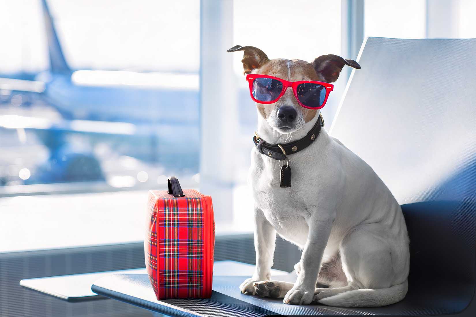 A small Jack Russell Terrier sits upright on a blue airport lounge chair, wearing bright red-framed sunglasses. Next to the dog is a red and blue plaid toy suitcase with a black handle. Through the large windows in the background, the blurred tail and fuselage of a commercial airplane are visible on the tarmac under bright, daylight conditions.