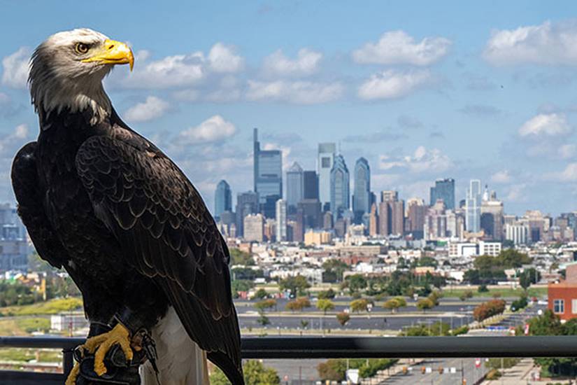 bald-eagle-flies-economy-with-delta-takes-up-2-seats-for-america-s-250th