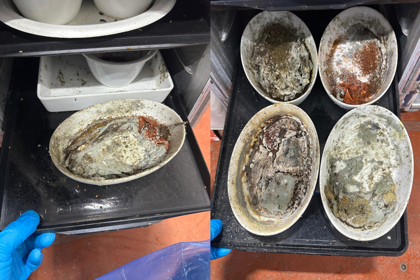 lax catering facility dishes with mold