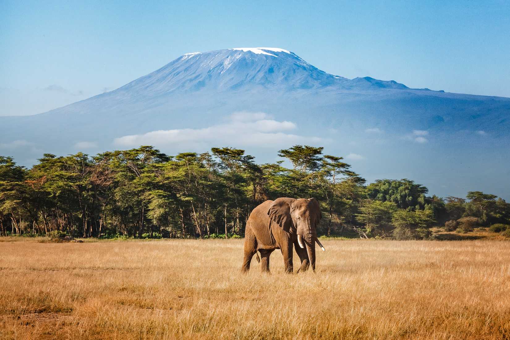 Elephant In Front Of Kilimanjaro
