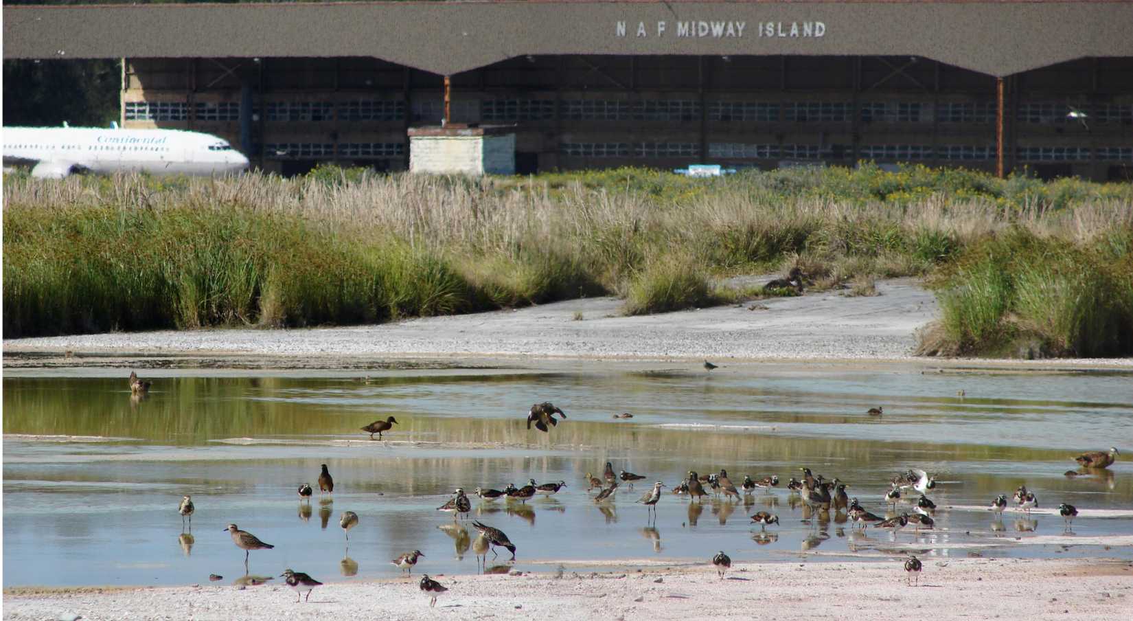 Birds By Midway Atoll Airport